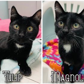 Meet Our Illinois And Iowa Pet Of The Week!