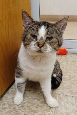 Meet Apollo, The Illinois And Iowa Pet Of The Week!