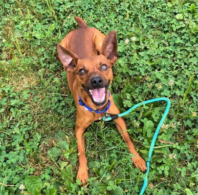 This Week's Illinois And Iowa Pet Of The Week Is... Frankie!