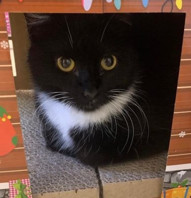 Meet Your Illinois And Iowa Pet Of The Week... Moshi!