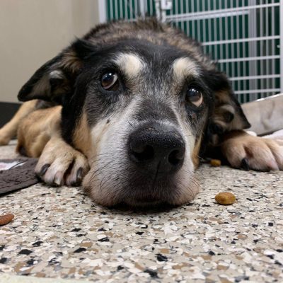 Meet Jasmine, The New Illinois And Iowa Pet Of The Month!