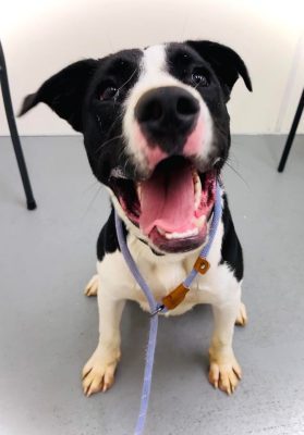 The New Illinois And Iowa Pet Of The Week Is...