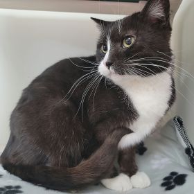 Meet The New Illinois And Iowa Pet Of The Week!