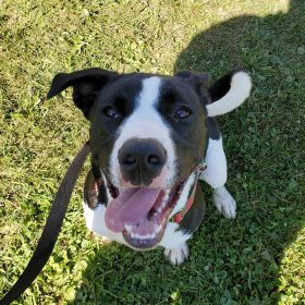 Meet The Latest Illinois And Iowa Pet Of The Week!