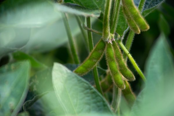New Merschman Treatment Lets Farmers Check And Treat Disease, Pathogen Levels, Before Planting