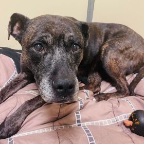 Meet The Latest Iowa And Illinois Pet Of The Week... Marnie!