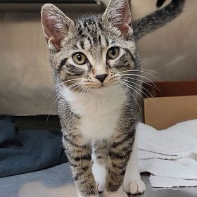 'Meat' The New Iowa And Illinois Pet Of The Week, Meatball!