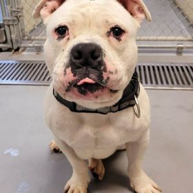 The New Illinois And Iowa Pet Of The Week Is...
