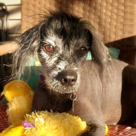 Meet Sunshine, The Illinois And Iowa Pet Of The Week!