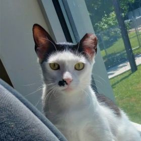 It's Time To Meet The Illinois And Iowa Pet Of The Week!