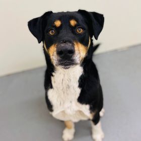 Meet Myah, The New Illinois And Iowa Pet Of The Week!