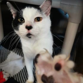 Meet This Week's Illinois And Iowa Pet Of The Week, Khoga