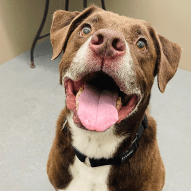 Illinois And Iowa Pets Beware! April Is National Heartworm Awareness Month