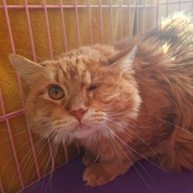 Meet The Illinois And Iowa Pet Of The Week!