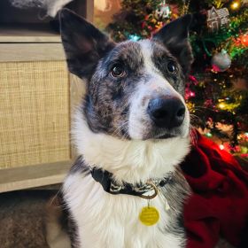 Cold Weather Safety Tips For Your Illinois And Iowa Pets