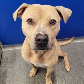 Today Is Adopt A Pet From A Shelter Day!