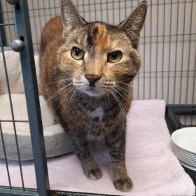 Get A Look At This Week's Illinois And Iowa Pet Of The Week...