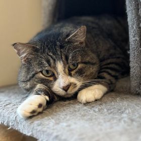 Say Hello To NEWMAN, The Iowa And Illinois Pet Of The Week!