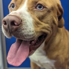 Geronimo! Meet Your New Valentine, The Illinois And Iowa Pet Of The Week!