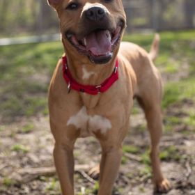 Say Hello To Jack, The Illinois And Iowa Pet Of The Week!