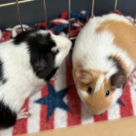 Meet Pork And Beans, The Illinois And Iowa Pets Of The Week