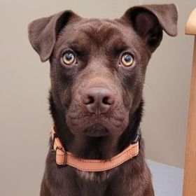 Quad City Animal Welfare Center Pet Photo Calendar Contest Coming Up