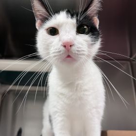 Meet The BONUS Illinois And Iowa Pet Of The Week