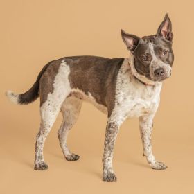 Quad City Animal Welfare Center Offering Low Cost Microchipping