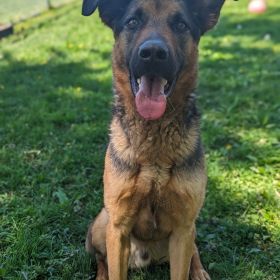 Quad City Animal Welfare Shelter Announces Two New Events