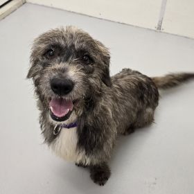 Quad City Animal Welfare Shelter Announces Two New Events