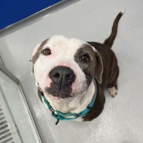 Check Out The Illinois And Iowa Pet Of The Week!