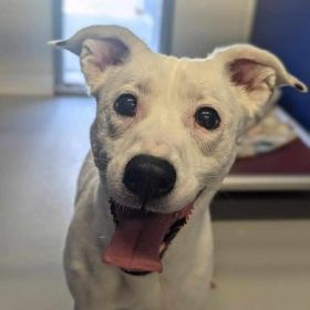 Get Your Pets Chipped For National Pet ID Week