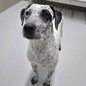 Quad City Animal Welfare Center Celebrating Responsible Pet Owner Month