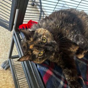 Meet Roxie, The Illinois And Iowa Pet Of The Week