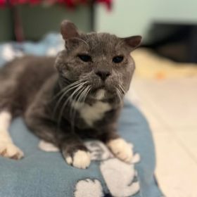 Meet The Illinois And Iowa Pet Of The Week