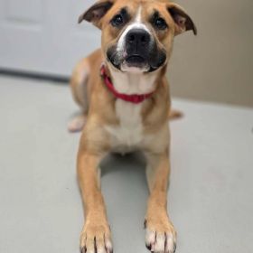 Meet Bently, The Illinois And Iowa Pet Of The Week