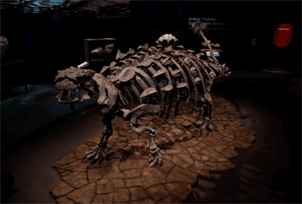 Putnam in Davenport To Open “Animal Armor” Exhibit Saturday