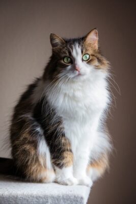 a cat sitting on top of a white table
